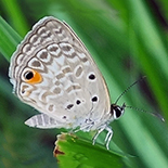Euchrysops malathana